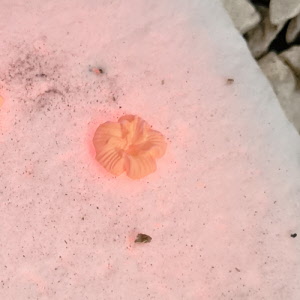 gebakken goudklei
